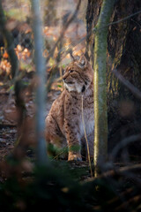 Portrait eines Rotlux 