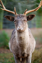 Close Up von einem jungen Rothirsch