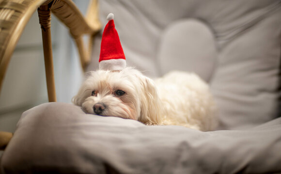 A Maltese dog in a red hat on a rocking chair