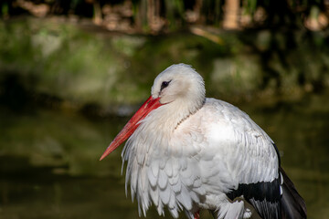 Storks, black and white, with a large red beak
