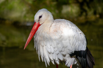 Storks, black and white, with a large red beak