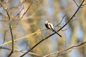 Long-tailed Tit Aegithalos caudatus from Western France in close view