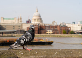 London Pigeon on the South Bank with St Pauls in Background Black and White