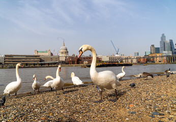 London Family of Swans on the South Bank with St Pauls and the Thames in the Background