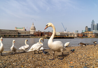 London Family of Swans on the South Bank with St Pauls and the Thames in the Background - Powered by Adobe