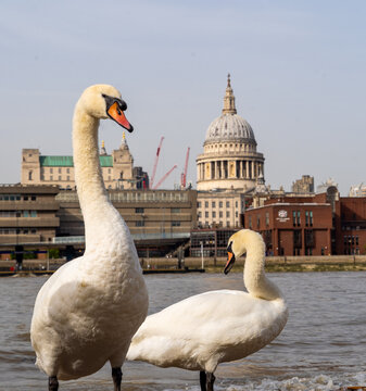 London Family of Swans on the South Bank with St Pauls and the Thames in the Background