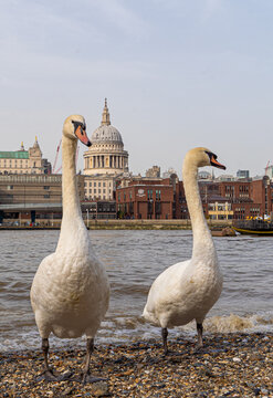 London Family of Swans on the South Bank with St Pauls and the Thames in the Background