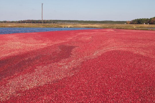 A cranberry bog is flooded before being wet harvested in autumn.