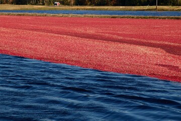 A cranberry bog is flooded before being wet harvested in autumn.