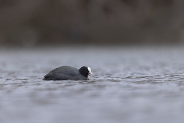 Common Coot Fulica atra running or swimming on a pond in France