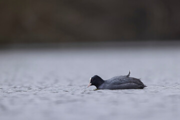 Common Coot Fulica atra running or swimming on a pond in France