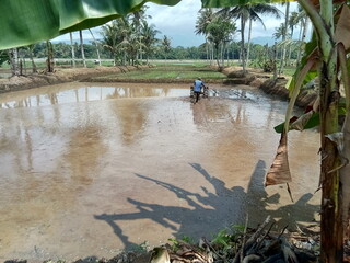 a farmer plowing a field rice with a tractor.