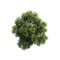 tree isolated on white background