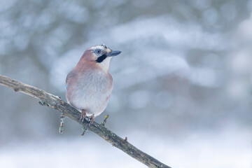 European Jay Garrulus glandarius sitting on a branch in winter