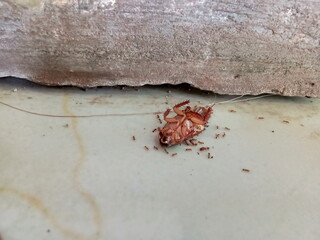 Cockroaches attacked by a herd of ants.