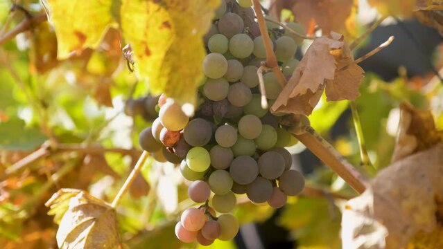 Vineyard and harvesting