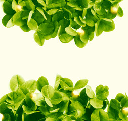 green clover leaves isolated on white background. St.Patrick 's Day