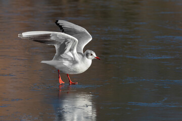 Black-headed gull (Larus ridibundus) takes off from  the frozen lake
