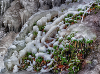 Plants frozen in ice, winter atmosphere, close-up of frozen grass, plants by frozen waterfall, winter and ice - 708018859