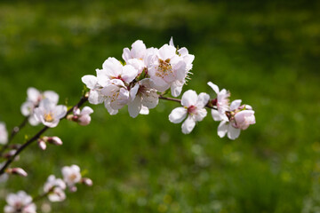 Blooming cherry branch against a background of green plants