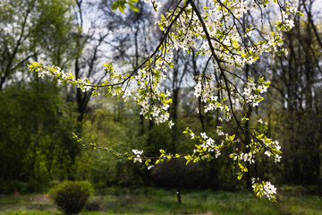 Blooming trees in an orchard in spring