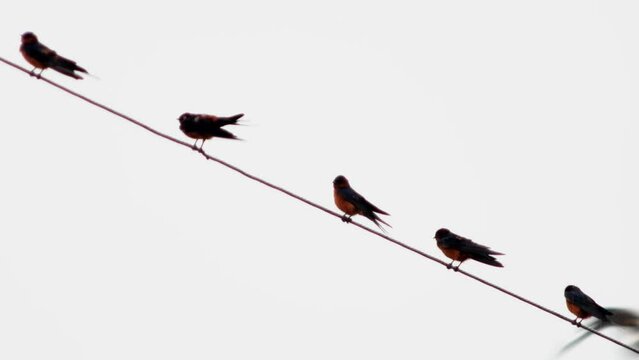 Magpie on a wire on a white background