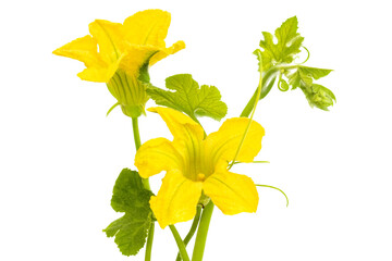 Planta de (sambo) cucurbita ficifolia, flores amarillas con hojas verdes conecto de abundancia y crecimiento. - obrazy, fototapety, plakaty