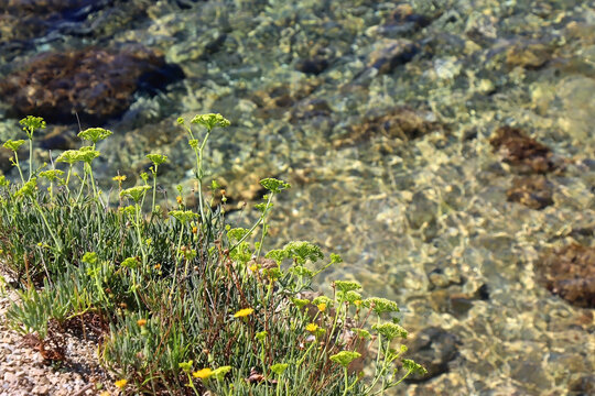 Rock samphire plant growing by the sea. Rock samphire is edible and healthy. Selective focus.