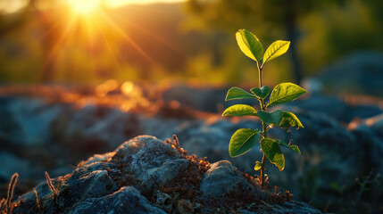 A close-up of a young tree sprouting in the soft, sunset light. - obrazy, fototapety, plakaty