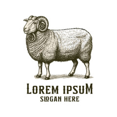 sheep standing engraved style hand-drawn logo design, sheep retro logo design, vintage style
