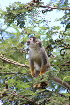 Ecuadorian Squirrel monkey small cute sitting in tree at the forest zoo - Mono barizo sentado en &aacute;rbol Ecuador zool&oacute;gico