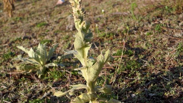 Verbascum thapsus, the great mullein plant in the Himalayan region of Uttarakhand, India.