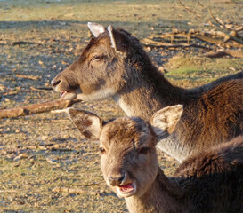 Fototapeta premium fallow deer in the forest