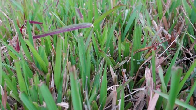Close up shot of St. Augustine grass. It is a dark green grass with broad, flat blades. India.