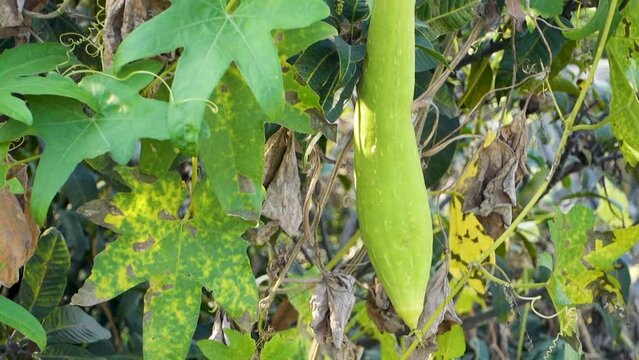 Ridge Gourd (Torai) Vine. A popular vegetable used in Indian cooking. Uttarakhand India.