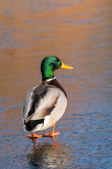 An adult male wild duck (Anas platyrhynchos) in colorful breeding plumage stands on the ice of a frozen lake with his back to the photographer