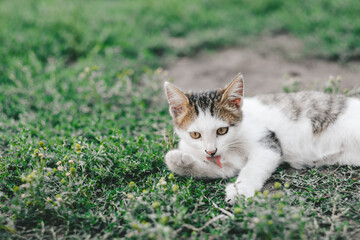 A homeless cat lies on the grass and licks its paw, copy space