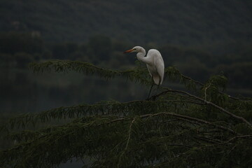 great blue heron photography picture  