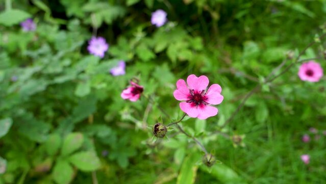 An top shot of Potentilla nepalensis Ron McBeath pink flower in isolation . Indian forest.