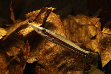 Giant pikehead (Luciocephalus pulcher) rare and exotic tropical fish from Malaysia peninsular peat swamp 