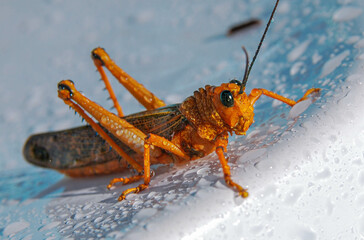 Grasshopper swimming in the pool