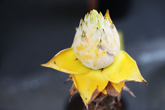 Golden Lotus or Chinese dwarf banana (Ensete larsiocarpum) 