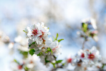Spring nature background with lovely blooming almonds in pastel banner. Springtime concept