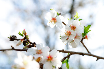 Spring nature background with lovely blooming almonds in pastel banner. Springtime concept