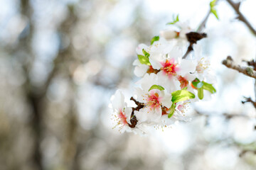 Spring nature background with lovely blooming almonds in pastel banner. Springtime concept
