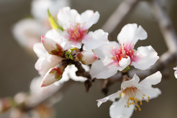 Blooming branches of almonds. Almond trees are covered with beautiful white and pink flowers.