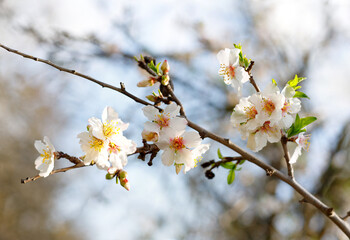 Spring nature background with lovely blooming almonds in pastel banner. Springtime concept