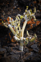 Planta Isla del Hierro