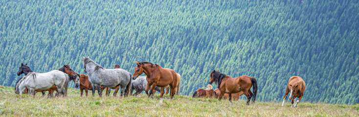 Fototapeta premium Wild horses in the mountains