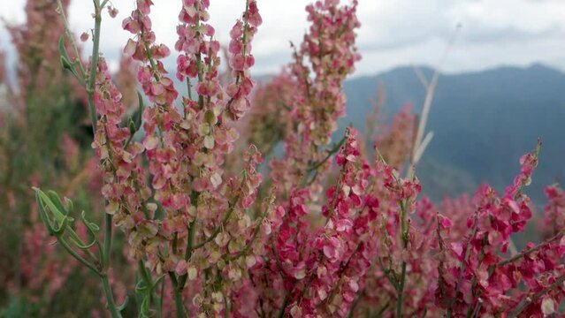 Arrowleaf Dock (Rumex hastatus), a petite flowering shrub in the hills of Uttarakhand, India